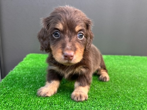 �J�j���w���_�b�N�X�t���h�i�����O�j�̎q���iID:1246311098�j��8���ڂ̎ʐ^/�X�V��:2026-05-18