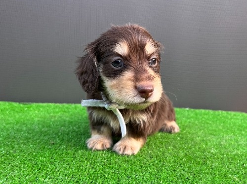 カニンヘンダックスフンド(ロング)の子犬(ID:1246311099)の1枚目の写真/更新日:2026-05-18