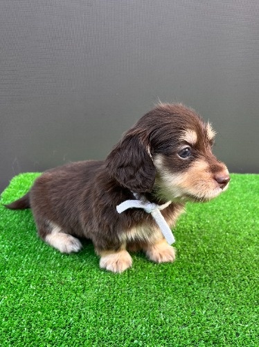 カニンヘンダックスフンド(ロング)の子犬(ID:1246311099)の2枚目の写真/更新日:2026-05-18