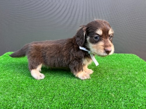 カニンヘンダックスフンド(ロング)の子犬(ID:1246311099)の3枚目の写真/更新日:2026-05-18