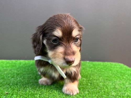 カニンヘンダックスフンド(ロング)の子犬(ID:1246311099)の6枚目の写真/更新日:2026-05-18