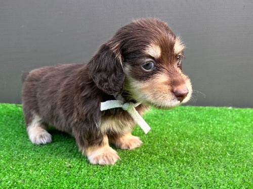 カニンヘンダックスフンド(ロング)の子犬(ID:1246311099)の8枚目の写真/更新日:2026-05-18