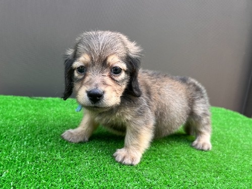�J�j���w���_�b�N�X�t���h�i�����O�j�̎q���iID:1246311100�j��1���ڂ̎ʐ^/�X�V��:2026-05-22
