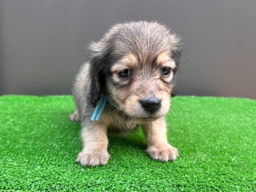 �J�j���w���_�b�N�X�t���h�i�����O�j�̎q���iID:1246311100�j��2���ڂ̎ʐ^/�X�V��:2026-05-22