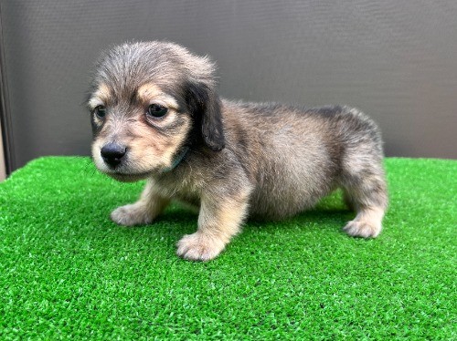 �J�j���w���_�b�N�X�t���h�i�����O�j�̎q���iID:1246311100�j��3���ڂ̎ʐ^/�X�V��:2026-05-22