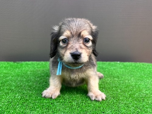 �J�j���w���_�b�N�X�t���h�i�����O�j�̎q���iID:1246311100�j��4���ڂ̎ʐ^/�X�V��:2026-05-22