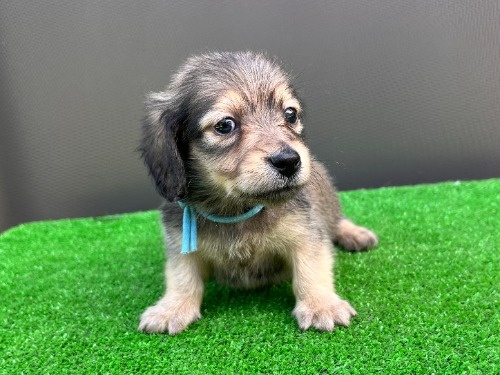 �J�j���w���_�b�N�X�t���h�i�����O�j�̎q���iID:1246311100�j��5���ڂ̎ʐ^/�X�V��:2026-05-22