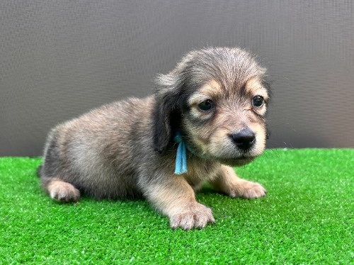 �J�j���w���_�b�N�X�t���h�i�����O�j�̎q���iID:1246311100�j��6���ڂ̎ʐ^/�X�V��:2026-05-22