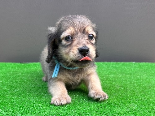�J�j���w���_�b�N�X�t���h�i�����O�j�̎q���iID:1246311100�j��7���ڂ̎ʐ^/�X�V��:2026-05-22