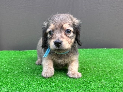 �J�j���w���_�b�N�X�t���h�i�����O�j�̎q���iID:1246311100�j��8���ڂ̎ʐ^/�X�V��:2026-05-22