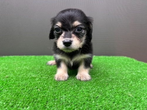�J�j���w���_�b�N�X�t���h�i�����O�j�̎q���iID:1246311101�j��1���ڂ̎ʐ^/�X�V��:2026-05-22