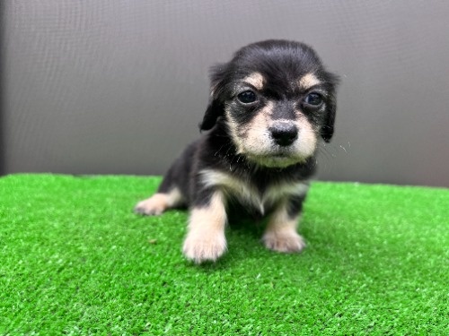�J�j���w���_�b�N�X�t���h�i�����O�j�̎q���iID:1246311101�j��2���ڂ̎ʐ^/�X�V��:2026-05-22