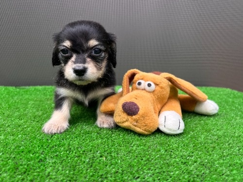 �J�j���w���_�b�N�X�t���h�i�����O�j�̎q���iID:1246311101�j��3���ڂ̎ʐ^/�X�V��:2026-05-22