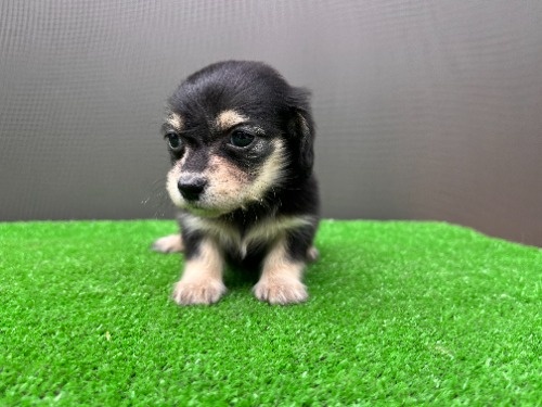 �J�j���w���_�b�N�X�t���h�i�����O�j�̎q���iID:1246311101�j��4���ڂ̎ʐ^/�X�V��:2026-05-22