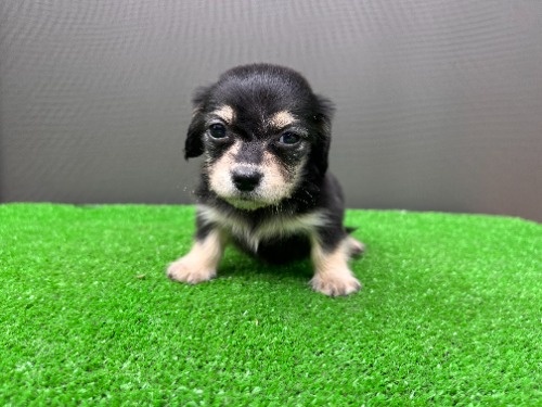 �J�j���w���_�b�N�X�t���h�i�����O�j�̎q���iID:1246311101�j��5���ڂ̎ʐ^/�X�V��:2026-05-22