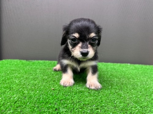 �J�j���w���_�b�N�X�t���h�i�����O�j�̎q���iID:1246311101�j��6���ڂ̎ʐ^/�X�V��:2026-05-22