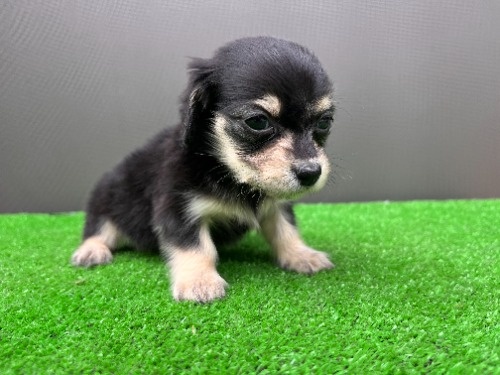 �J�j���w���_�b�N�X�t���h�i�����O�j�̎q���iID:1246311101�j��7���ڂ̎ʐ^/�X�V��:2026-05-22