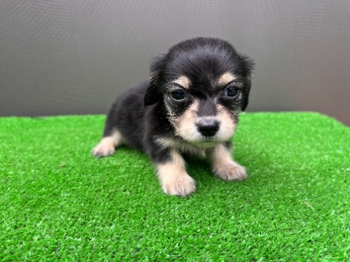 �J�j���w���_�b�N�X�t���h�i�����O�j�̎q���iID:1246311101�j��8���ڂ̎ʐ^/�X�V��:2026-05-22