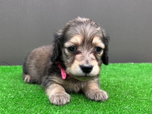 �J�j���w���_�b�N�X�t���h�i�����O�j�̎q���iID:1246311102�j��1���ڂ̎ʐ^/�X�V��:2026-05-22