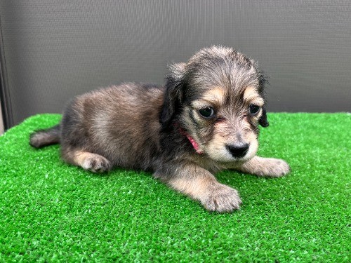 �J�j���w���_�b�N�X�t���h�i�����O�j�̎q���iID:1246311102�j��2���ڂ̎ʐ^/�X�V��:2026-05-22