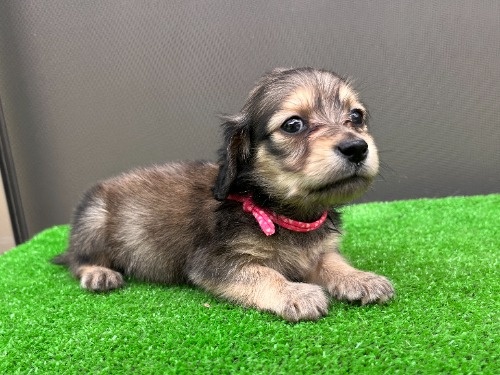 �J�j���w���_�b�N�X�t���h�i�����O�j�̎q���iID:1246311102�j��3���ڂ̎ʐ^/�X�V��:2026-05-22