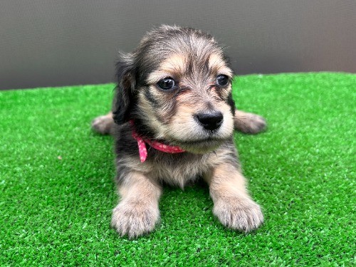 �J�j���w���_�b�N�X�t���h�i�����O�j�̎q���iID:1246311102�j��4���ڂ̎ʐ^/�X�V��:2026-05-22