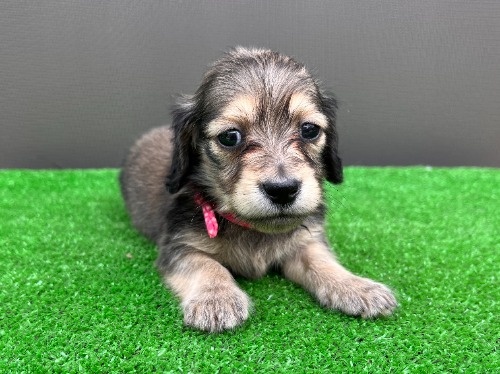 �J�j���w���_�b�N�X�t���h�i�����O�j�̎q���iID:1246311102�j��5���ڂ̎ʐ^/�X�V��:2026-05-22