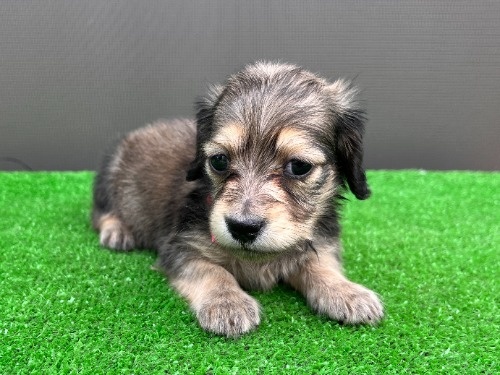 �J�j���w���_�b�N�X�t���h�i�����O�j�̎q���iID:1246311102�j��6���ڂ̎ʐ^/�X�V��:2026-05-22