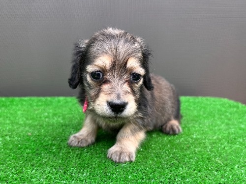 �J�j���w���_�b�N�X�t���h�i�����O�j�̎q���iID:1246311102�j��7���ڂ̎ʐ^/�X�V��:2026-05-22