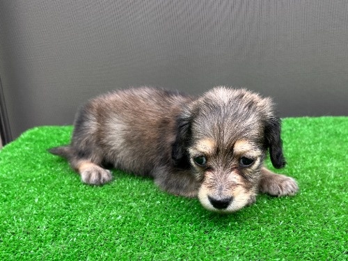 �J�j���w���_�b�N�X�t���h�i�����O�j�̎q���iID:1246311102�j��8���ڂ̎ʐ^/�X�V��:2026-05-22