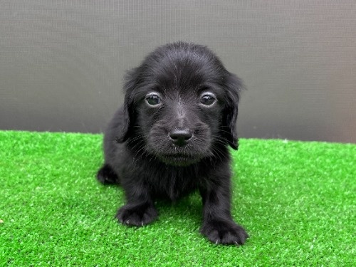 �J�j���w���_�b�N�X�t���h�i�����O�j�̎q���iID:1246311103�j��1���ڂ̎ʐ^/�X�V��:2026-05-22