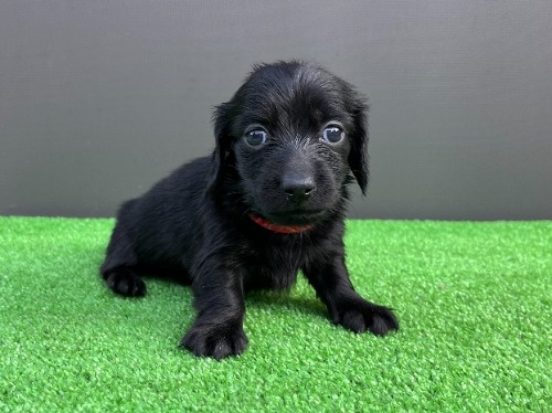 �J�j���w���_�b�N�X�t���h�i�����O�j�̎q���iID:1246311104�j��2���ڂ̎ʐ^/�X�V��:2026-06-16