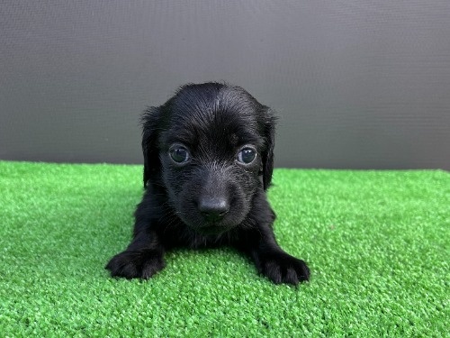 �J�j���w���_�b�N�X�t���h�i�����O�j�̎q���iID:1246311104�j��3���ڂ̎ʐ^/�X�V��:2026-06-16