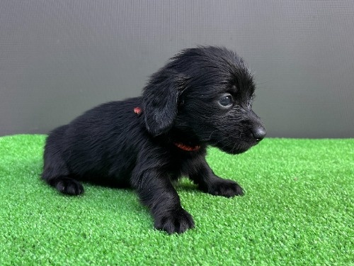 �J�j���w���_�b�N�X�t���h�i�����O�j�̎q���iID:1246311104�j��5���ڂ̎ʐ^/�X�V��:2026-06-16
