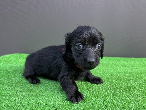 �J�j���w���_�b�N�X�t���h�i�����O�j�̎q���iID:1246311104�j��6���ڂ̎ʐ^/�X�V��:2026-06-16