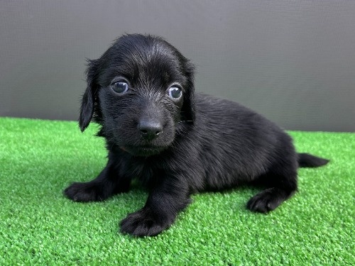 �J�j���w���_�b�N�X�t���h�i�����O�j�̎q���iID:1246311104�j��7���ڂ̎ʐ^/�X�V��:2026-06-16