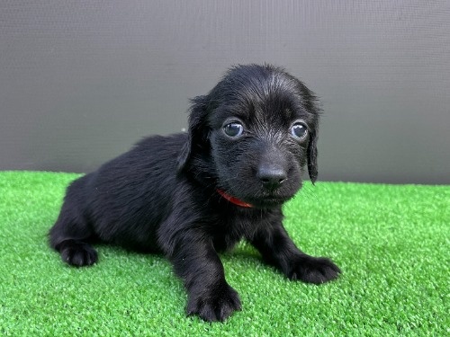 �J�j���w���_�b�N�X�t���h�i�����O�j�̎q���iID:1246311104�j��8���ڂ̎ʐ^/�X�V��:2026-06-16