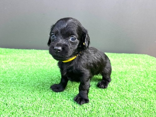 �J�j���w���_�b�N�X�t���h�i�����O�j�̎q���iID:1246311105�j��1���ڂ̎ʐ^/�X�V��:2026-06-16