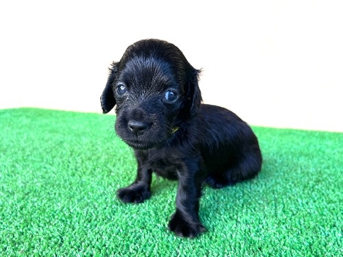 �J�j���w���_�b�N�X�t���h�i�����O�j�̎q���iID:1246311105�j��2���ڂ̎ʐ^/�X�V��:2026-06-16