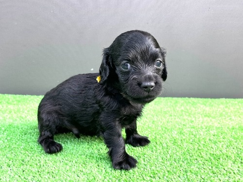 �J�j���w���_�b�N�X�t���h�i�����O�j�̎q���iID:1246311105�j��4���ڂ̎ʐ^/�X�V��:2026-06-16