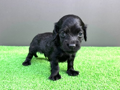 �J�j���w���_�b�N�X�t���h�i�����O�j�̎q���iID:1246311105�j��5���ڂ̎ʐ^/�X�V��:2026-06-16
