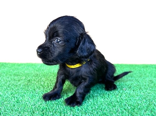 �J�j���w���_�b�N�X�t���h�i�����O�j�̎q���iID:1246311105�j��8���ڂ̎ʐ^/�X�V��:2026-06-16