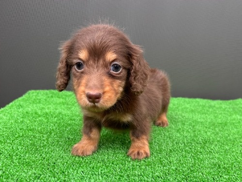�J�j���w���_�b�N�X�t���h�i�����O�j�̎q���iID:1246311106�j��1���ڂ̎ʐ^/�X�V��:2026-06-28