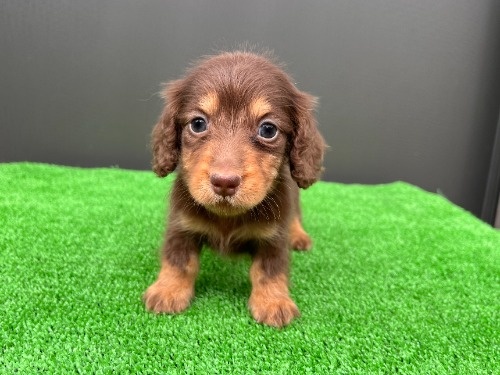 �J�j���w���_�b�N�X�t���h�i�����O�j�̎q���iID:1246311106�j��2���ڂ̎ʐ^/�X�V��:2026-06-28