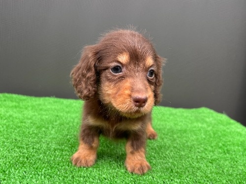 �J�j���w���_�b�N�X�t���h�i�����O�j�̎q���iID:1246311106�j��3���ڂ̎ʐ^/�X�V��:2026-06-28