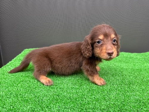 �J�j���w���_�b�N�X�t���h�i�����O�j�̎q���iID:1246311106�j��4���ڂ̎ʐ^/�X�V��:2026-06-28
