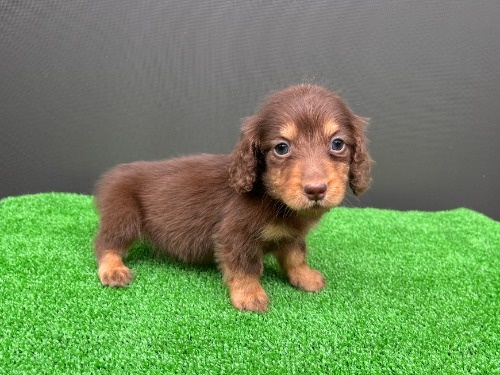 �J�j���w���_�b�N�X�t���h�i�����O�j�̎q���iID:1246311106�j��5���ڂ̎ʐ^/�X�V��:2026-06-28