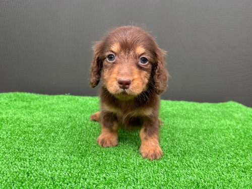 �J�j���w���_�b�N�X�t���h�i�����O�j�̎q���iID:1246311106�j��6���ڂ̎ʐ^/�X�V��:2026-06-28