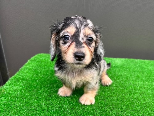カニンヘンダックスフンド(ロング)の子犬(ID:1246311107)の1枚目の写真/更新日:2026-08-05