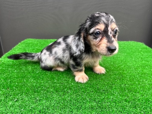 �J�j���w���_�b�N�X�t���h�i�����O�j�̎q���iID:1246311107�j��2���ڂ̎ʐ^/�X�V��:2026-08-05